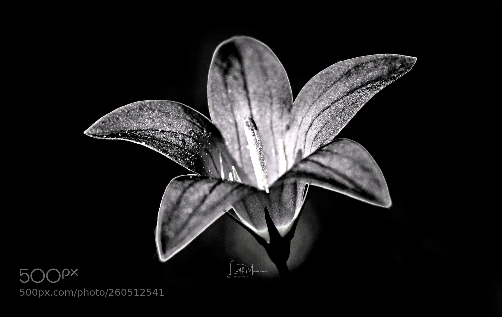 Nikon D7200 sample photo. Black and white flower photography