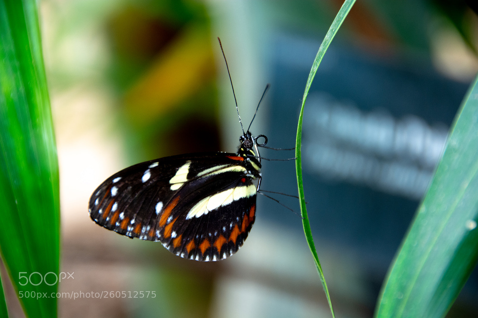 Nikon D7100 sample photo. Doris longwood butterfly-2 photography
