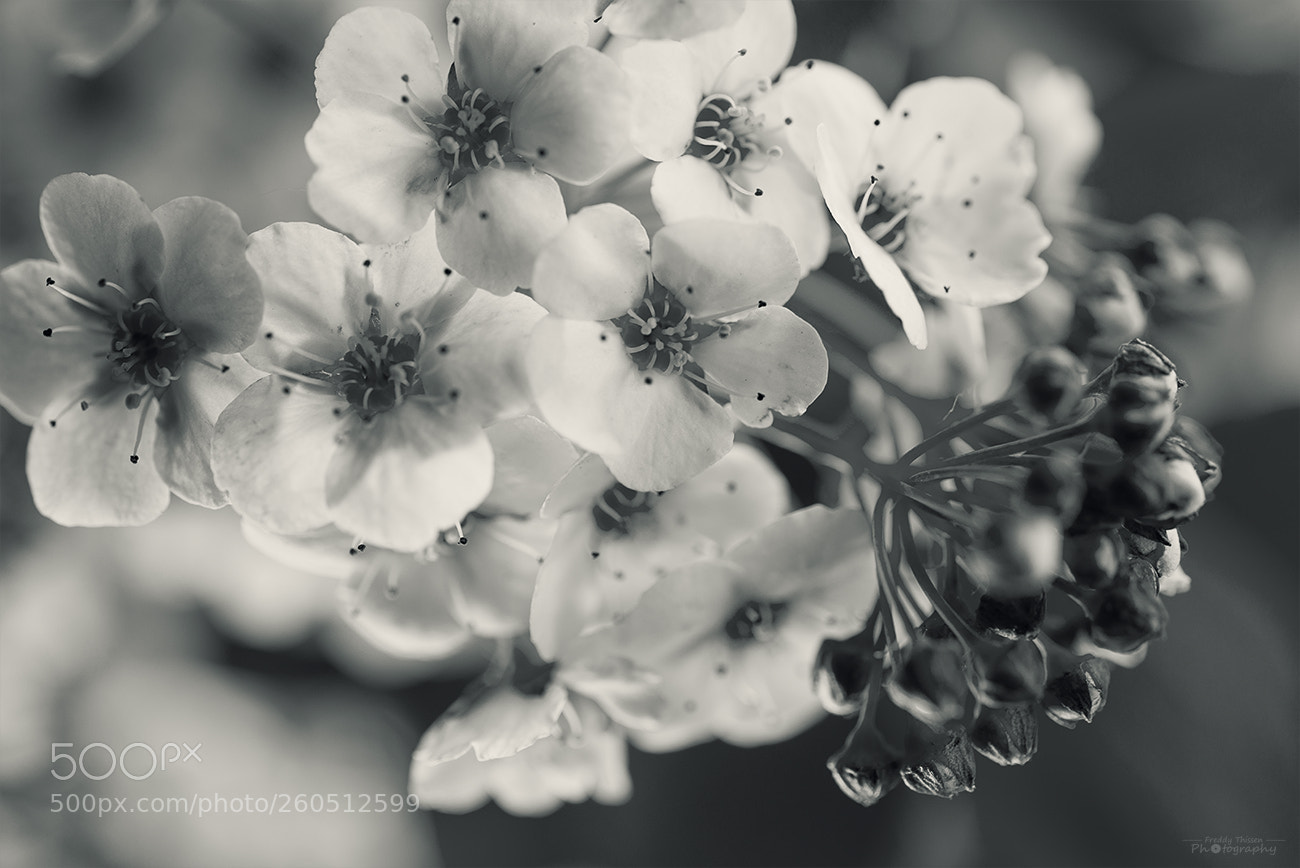 Nikon D600 sample photo. Blossoms in close range photography
