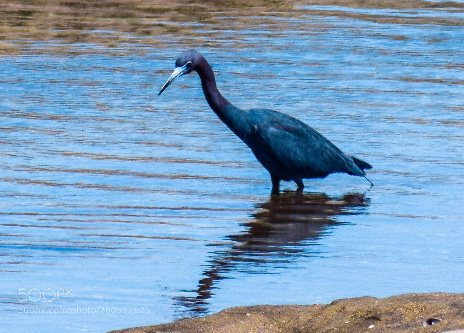Nikon D3300 sample photo. Blue heron at hamonassset photography