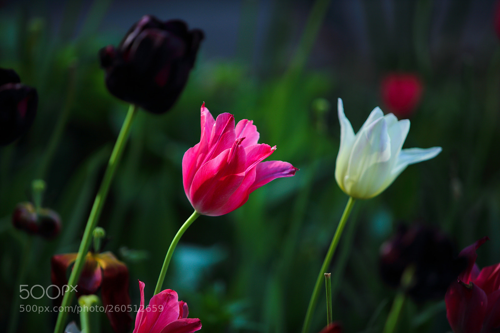 Canon EOS 6D sample photo. It was a day photography