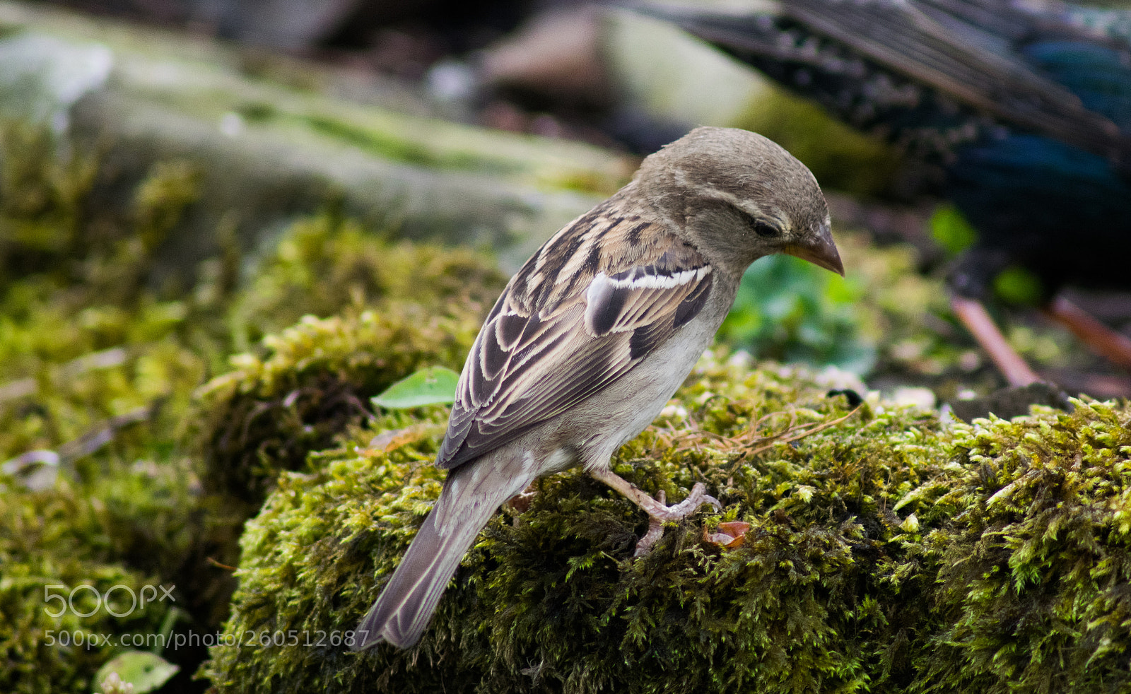 Nikon D3300 sample photo. Sparrow photography