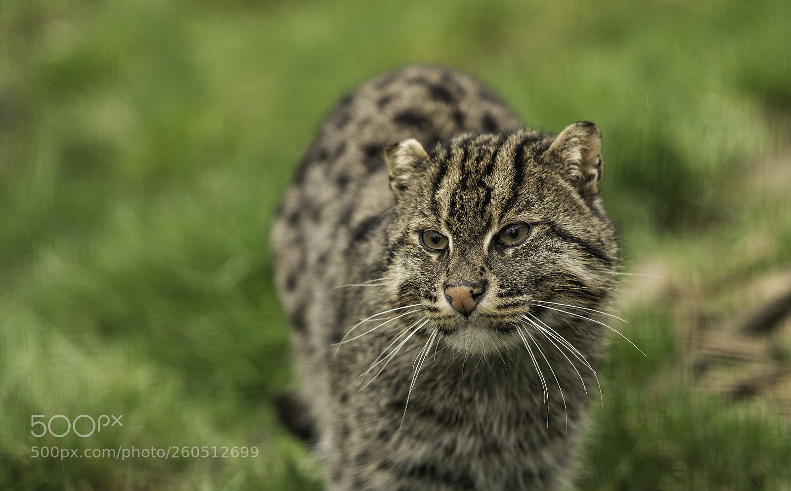 Nikon D5 sample photo. Fishing cat series photography