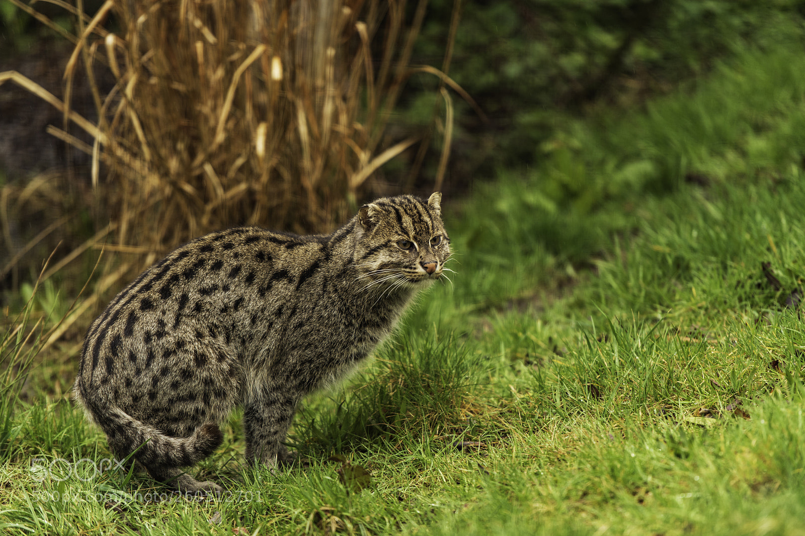 Nikon D5 sample photo. Fishing cat series photography