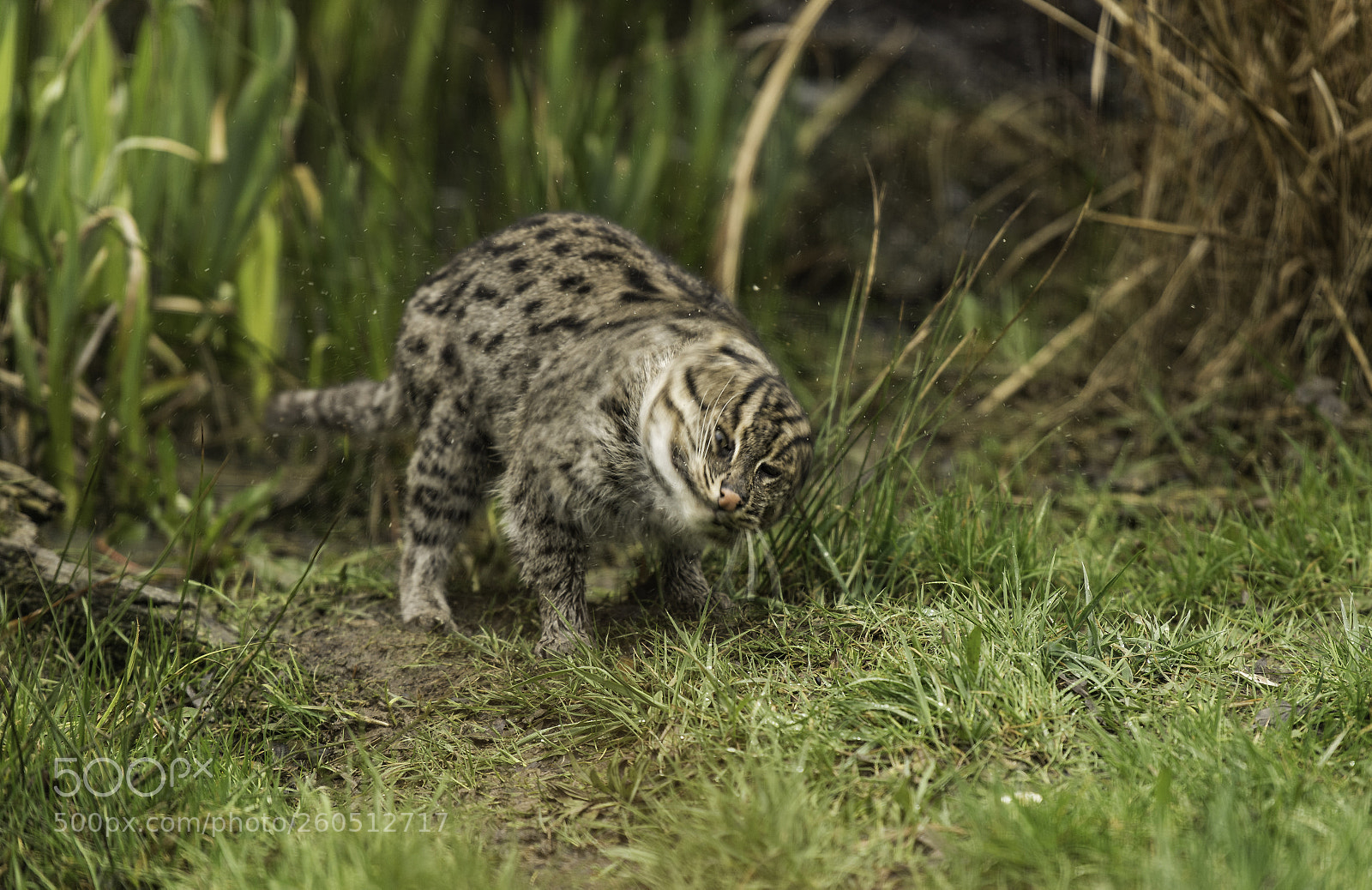 Nikon D5 sample photo. Fishing cat series photography