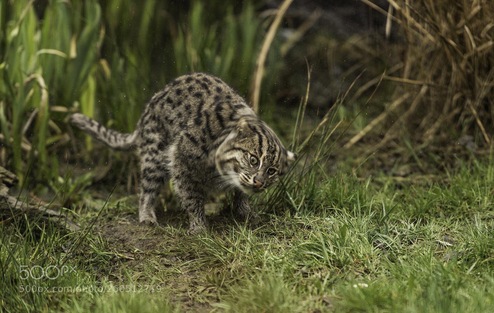 Nikon D5 sample photo. Fishing cat series photography