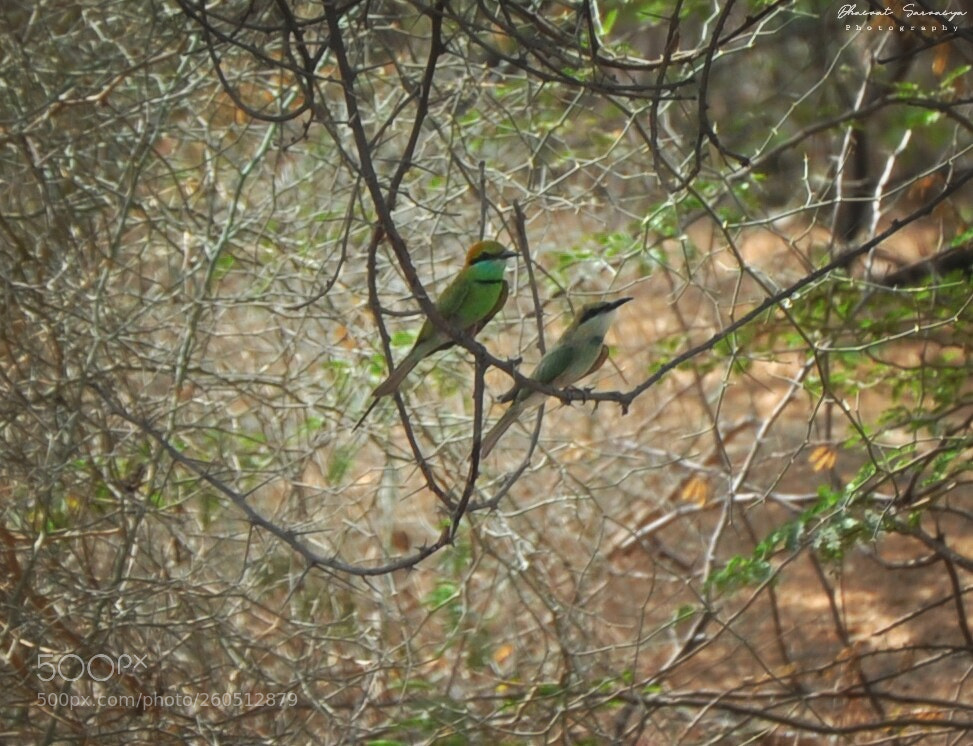Nikon D90 sample photo. All green photography