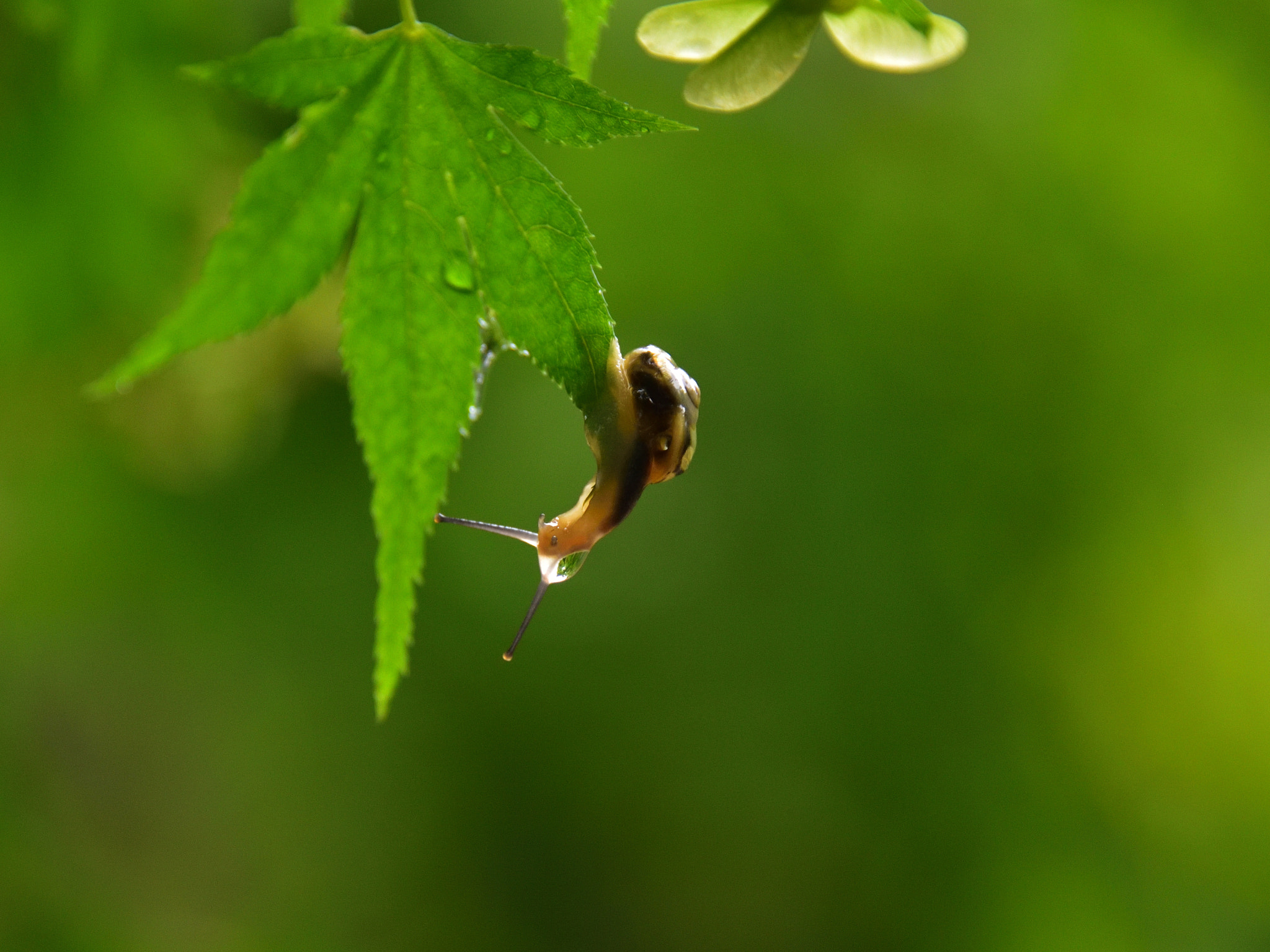 Nikon D750 sample photo. Drop🐌 photography