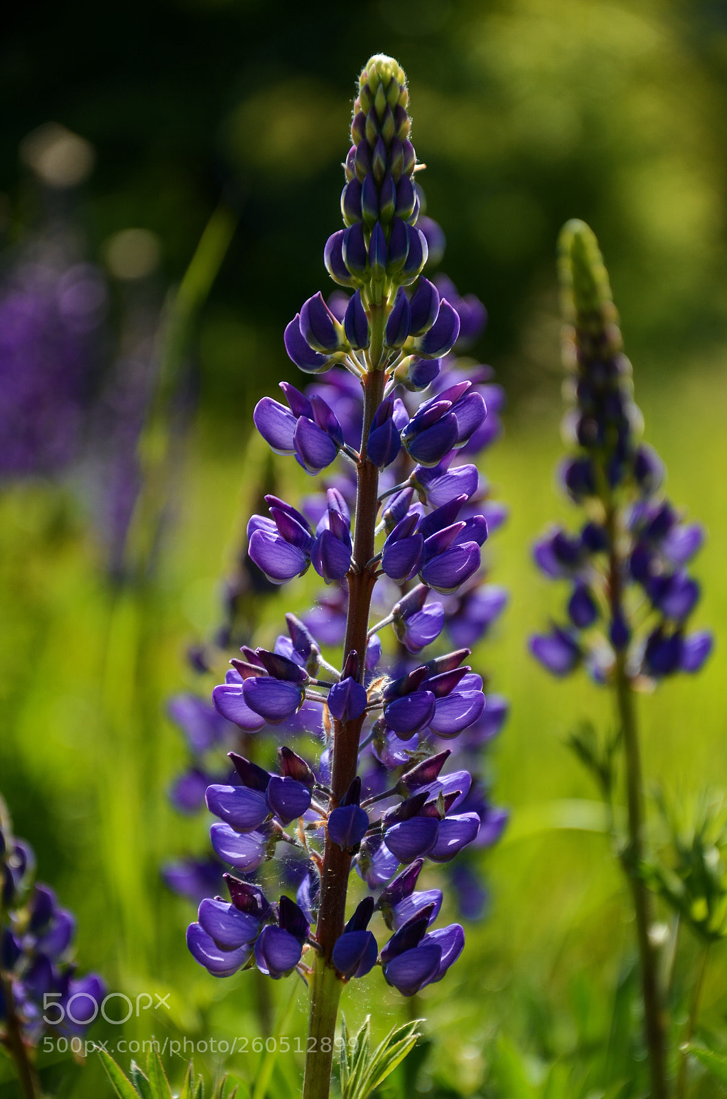 Nikon D7000 sample photo. Wildflower photography