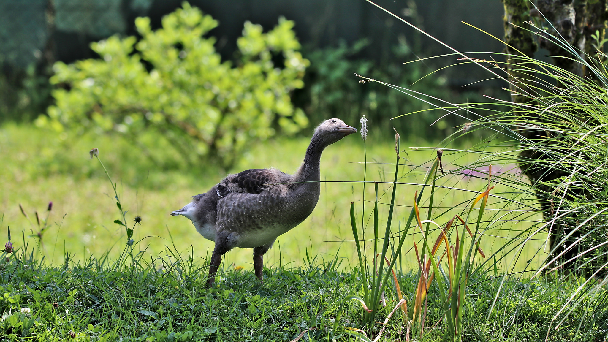 Sigma 150-600mm F5-6.3 DG OS HSM | C sample photo. Smells good photography