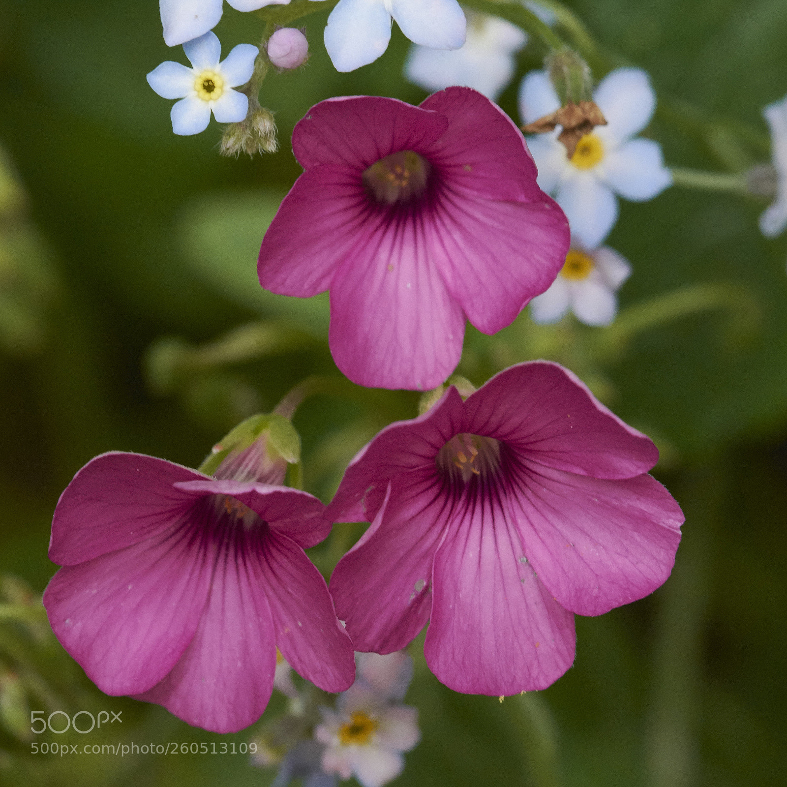 Nikon D7200 sample photo. Forget-me-nots dying away, sorrel photography