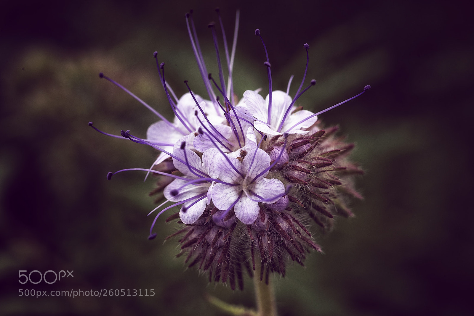 Nikon D810 sample photo. First macrolens photography