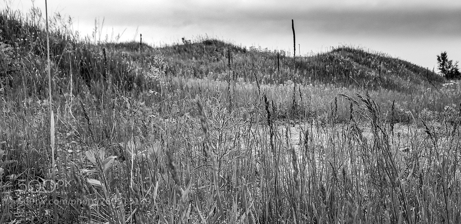 Samsung Galaxy S9+ sample photo. Grass fields photography