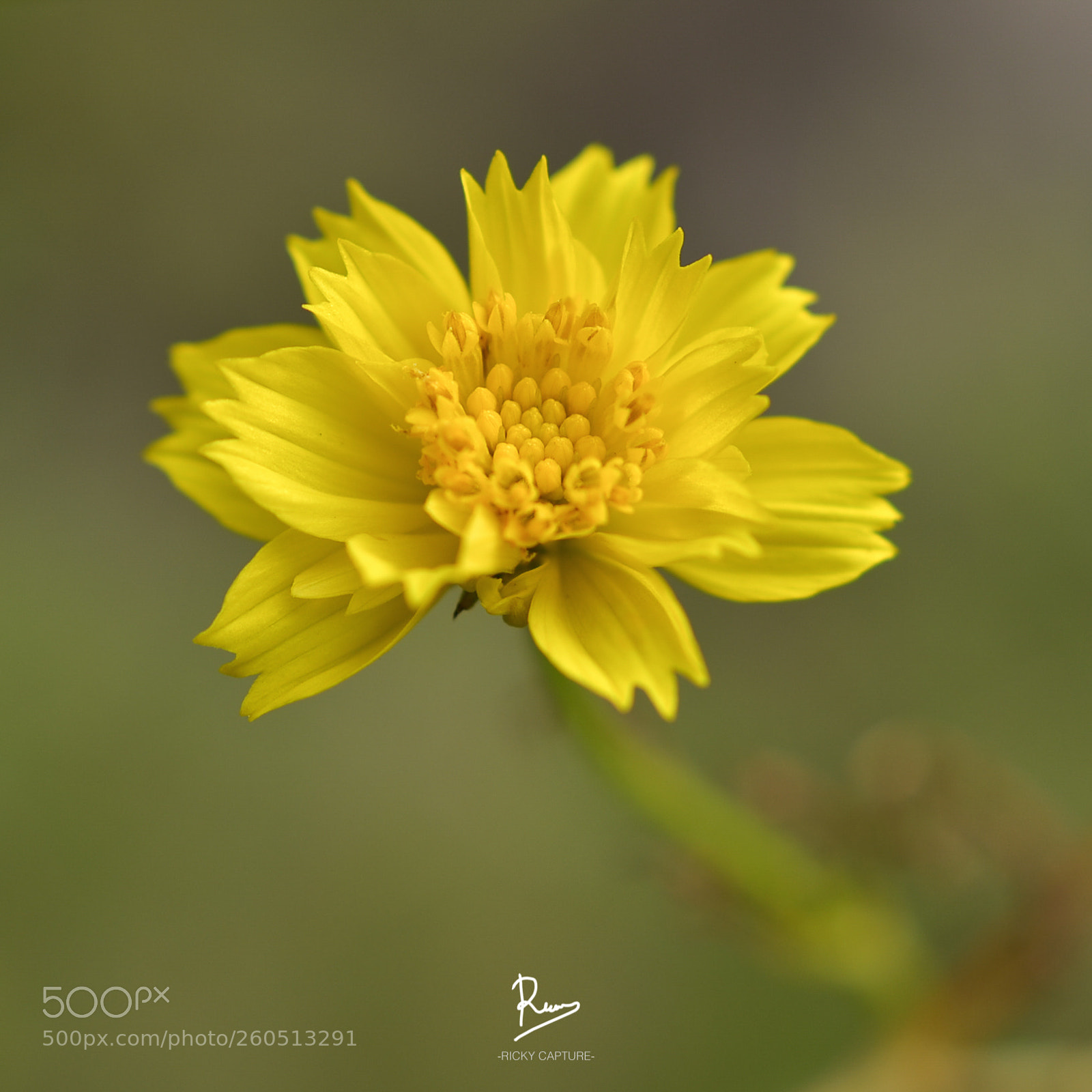 Nikon D7000 sample photo. Blooming photography
