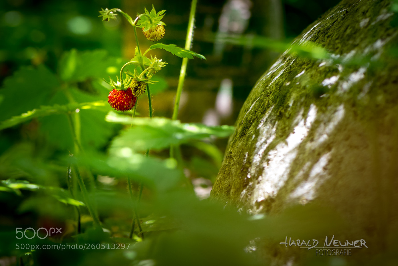 Nikon D810 sample photo. Wild strawberry photography