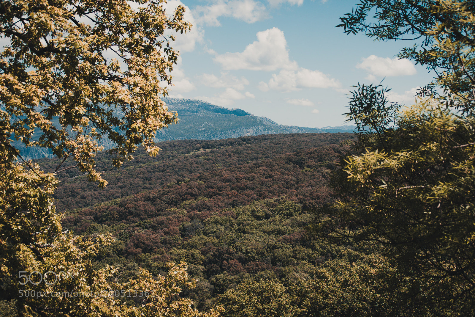 Nikon D7200 sample photo. Quercus suber photography