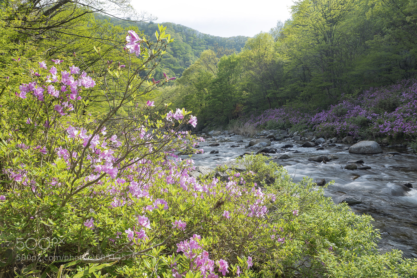 Canon EOS 5D Mark IV sample photo. Asaleas in the dal photography