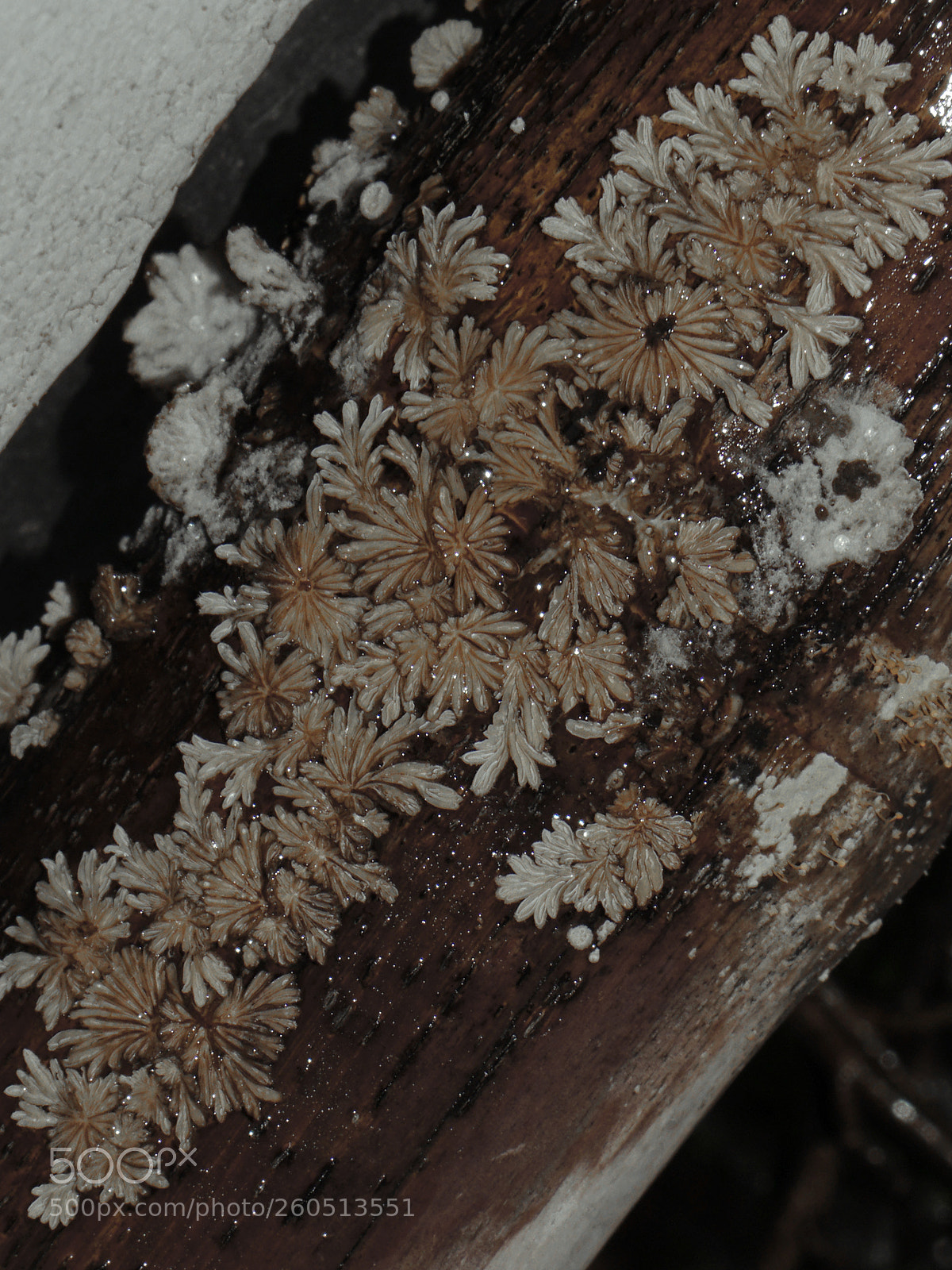 Sony a6000 sample photo. Wood flower photography