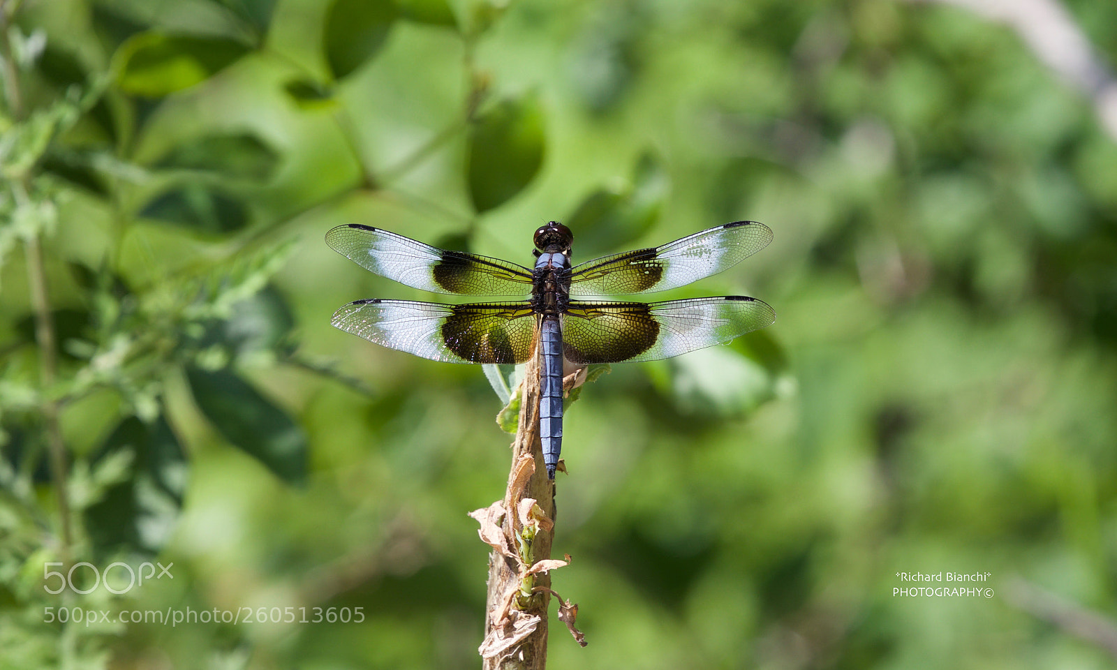 Canon EOS 5D Mark IV sample photo. Untitled photography