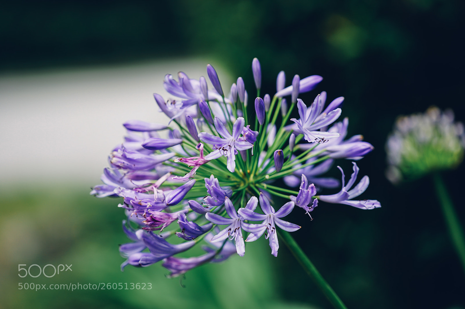 Sony a7 II sample photo. African lily photography
