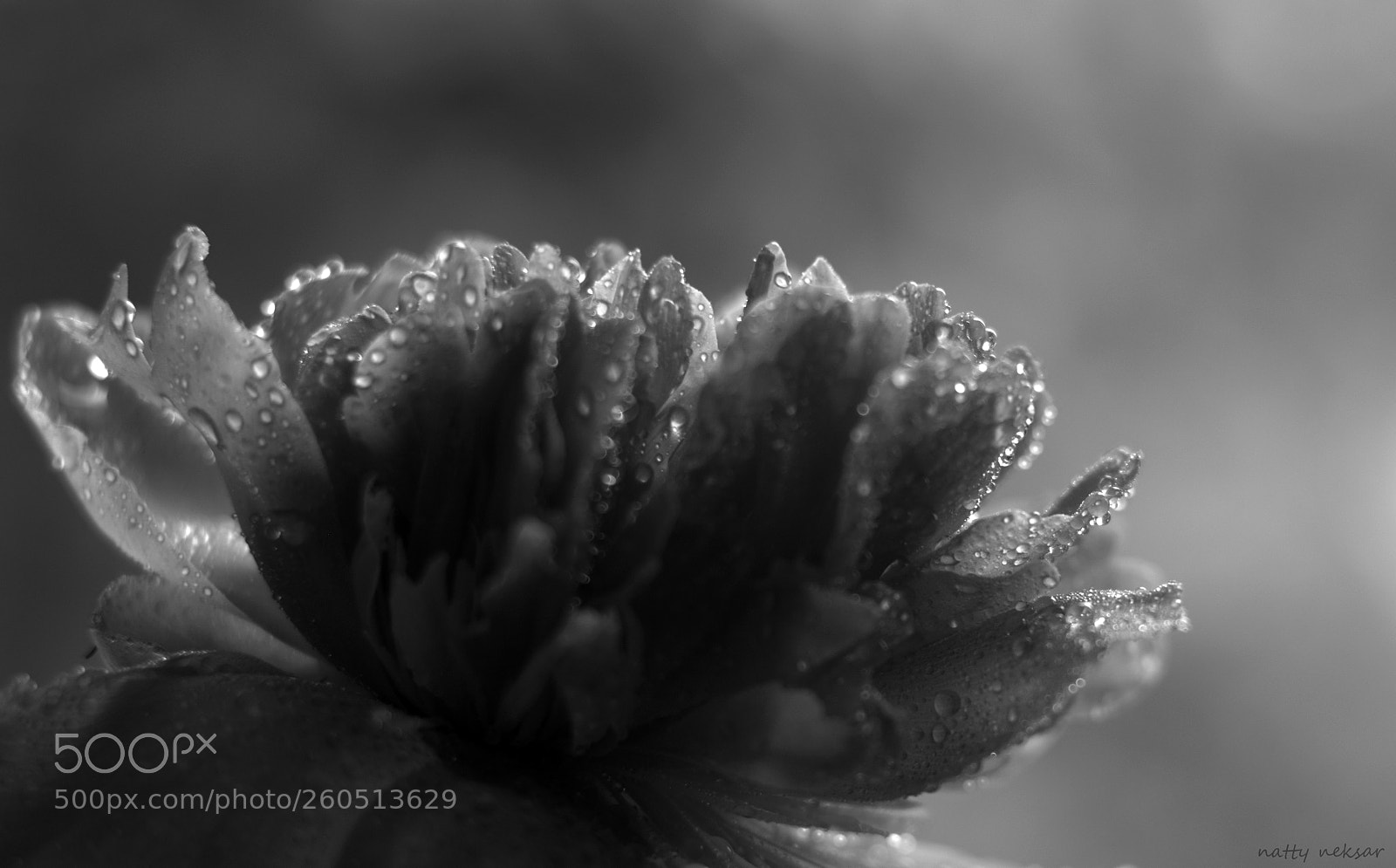 Nikon D5300 sample photo. #peony...3 b&w photography