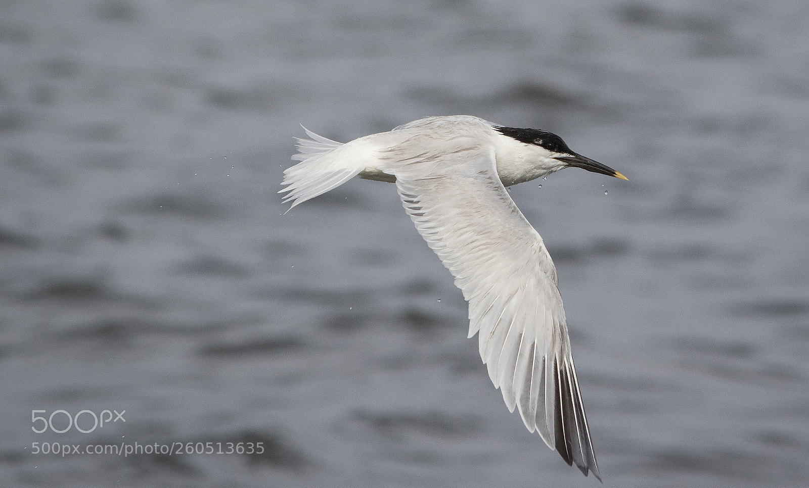 Canon EOS 7D Mark II sample photo. Sandwich tern photography