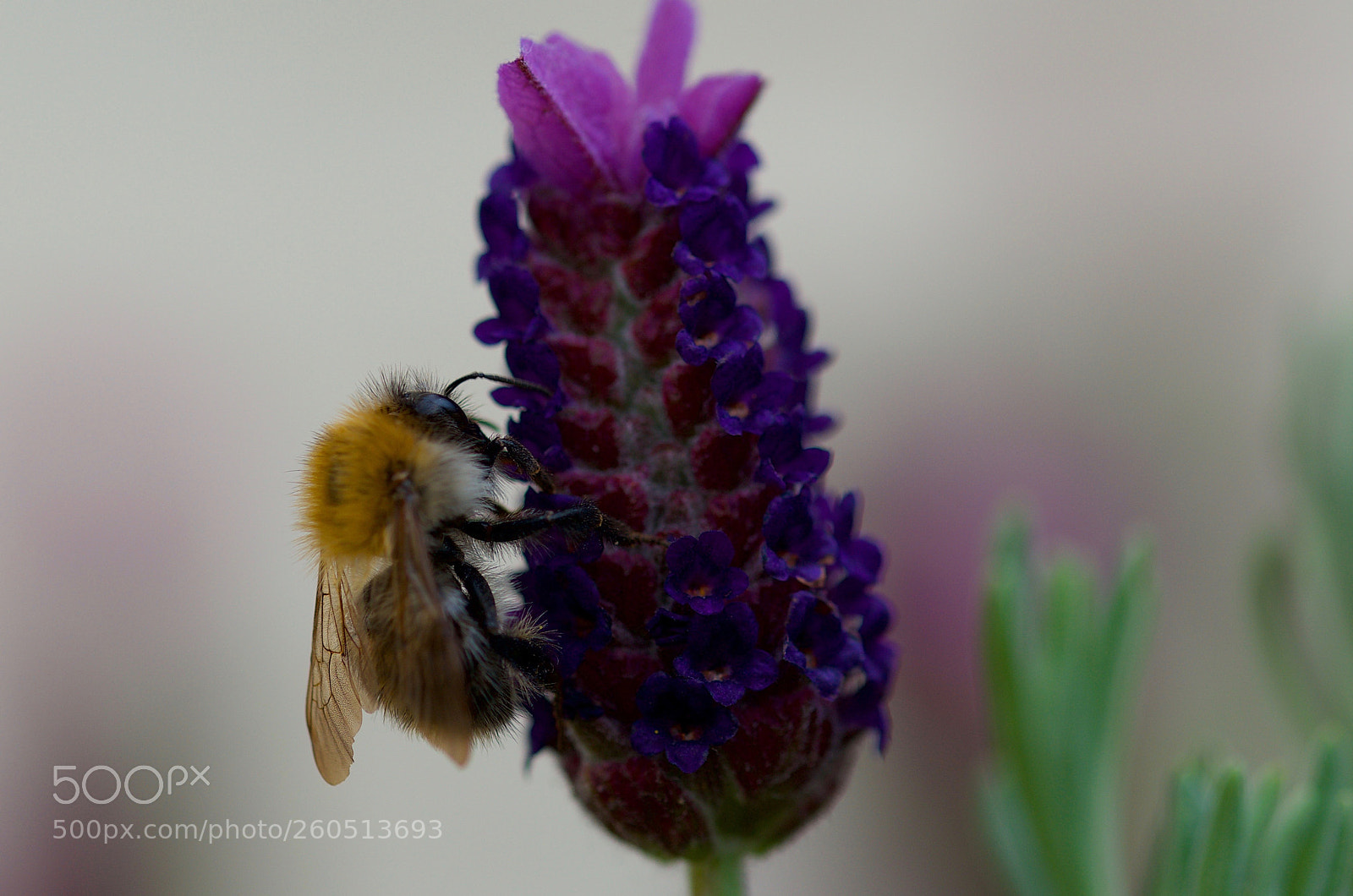 Nikon D7000 sample photo. Ee on lavender photography