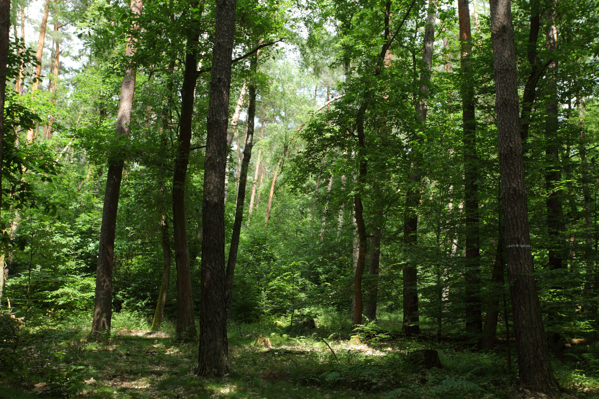 Canon EOS 5D Mark II + Canon EF 17-40mm F4L USM sample photo. Sunny forest photography