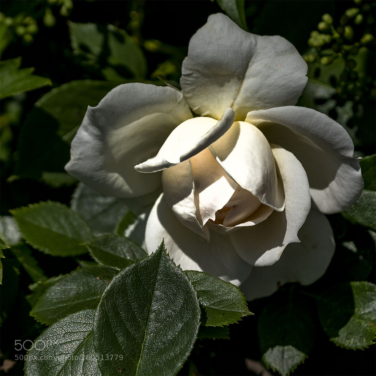 Sony a6300 sample photo. Blüten 020618-006 photography