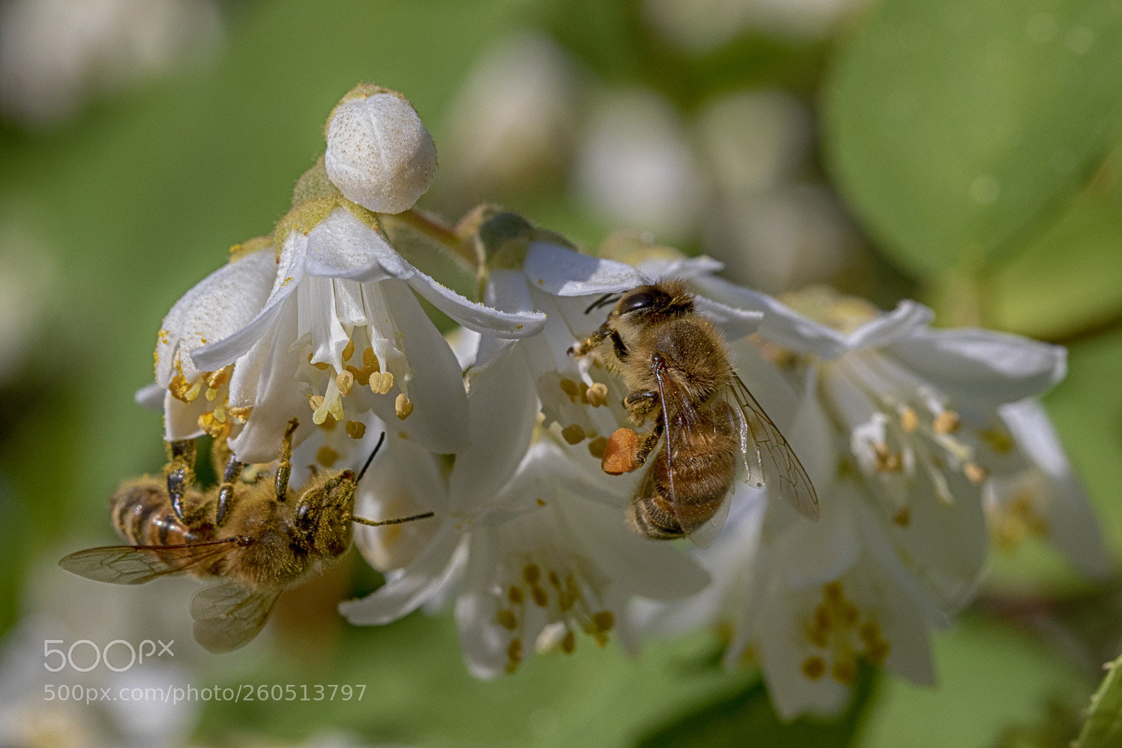 Canon EOS 7D Mark II sample photo. Bees at work photography