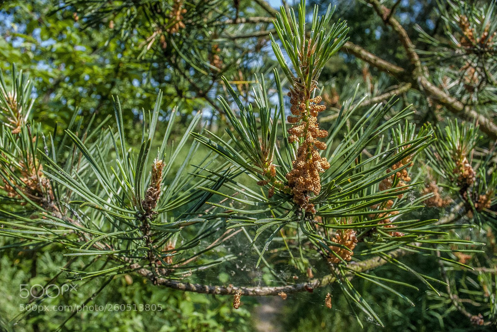 Nikon D3000 sample photo. Pine tree photography