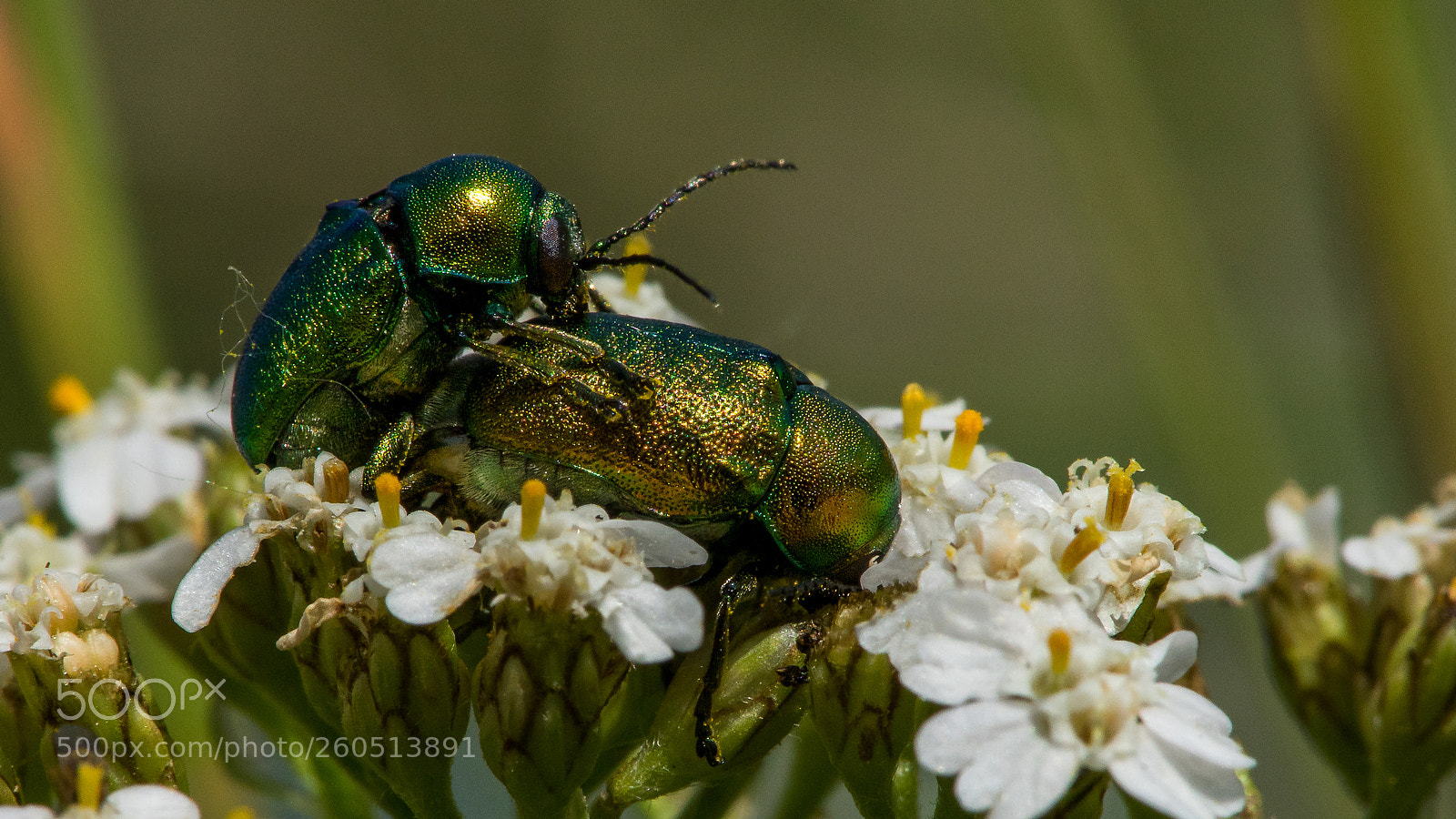Sony a7 II sample photo. Beetle photography