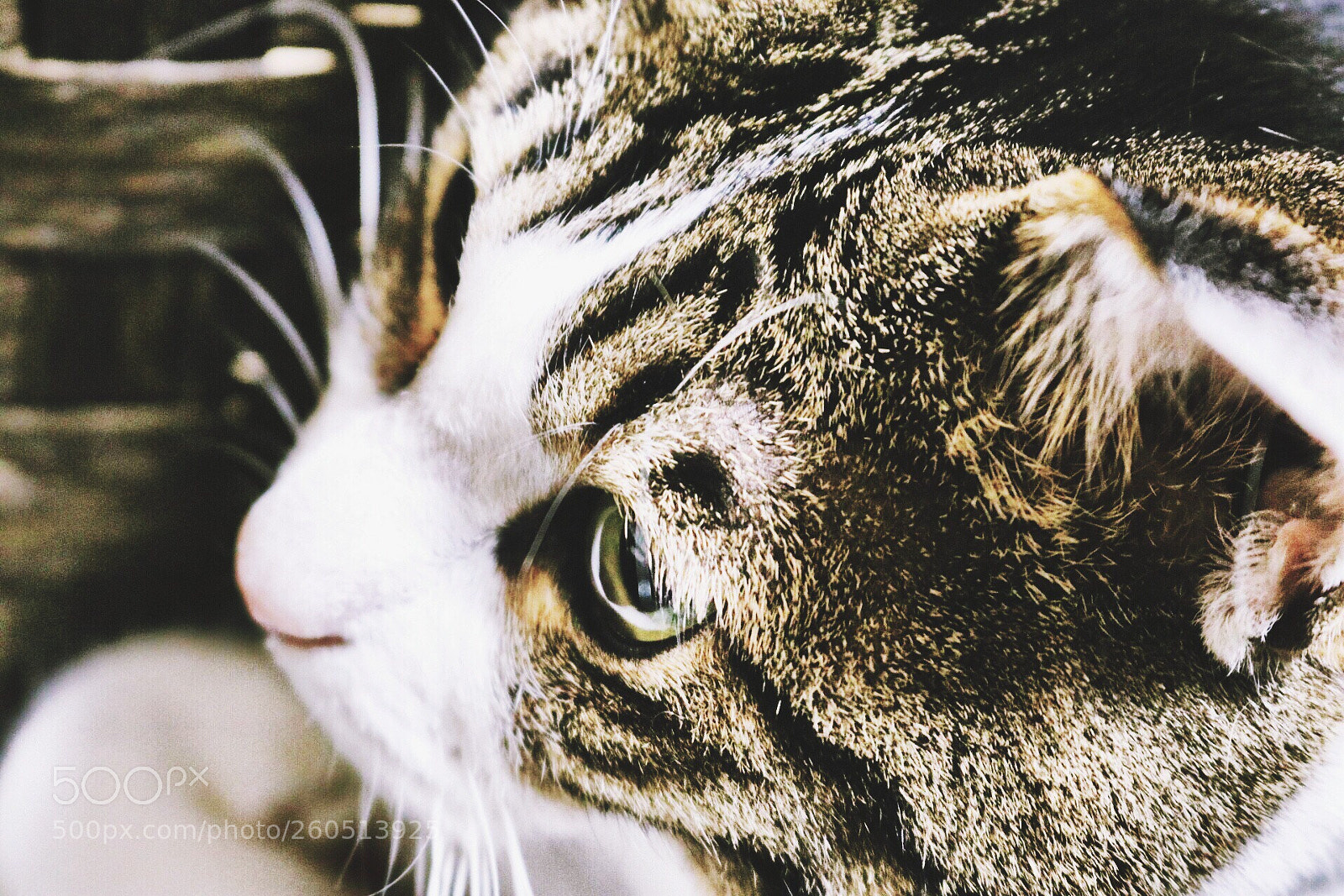 Canon EOS 80D sample photo. Untitled photography