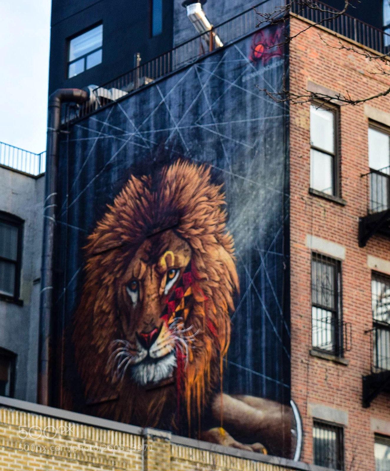 Nikon D3300 sample photo. Lion on allen photography