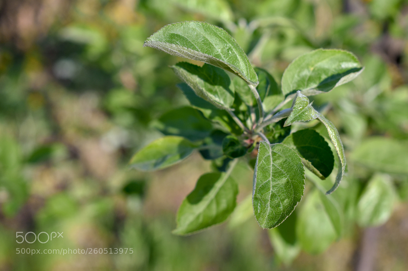 Nikon D3400 sample photo. Nikon d3400 + 18-55mm photography