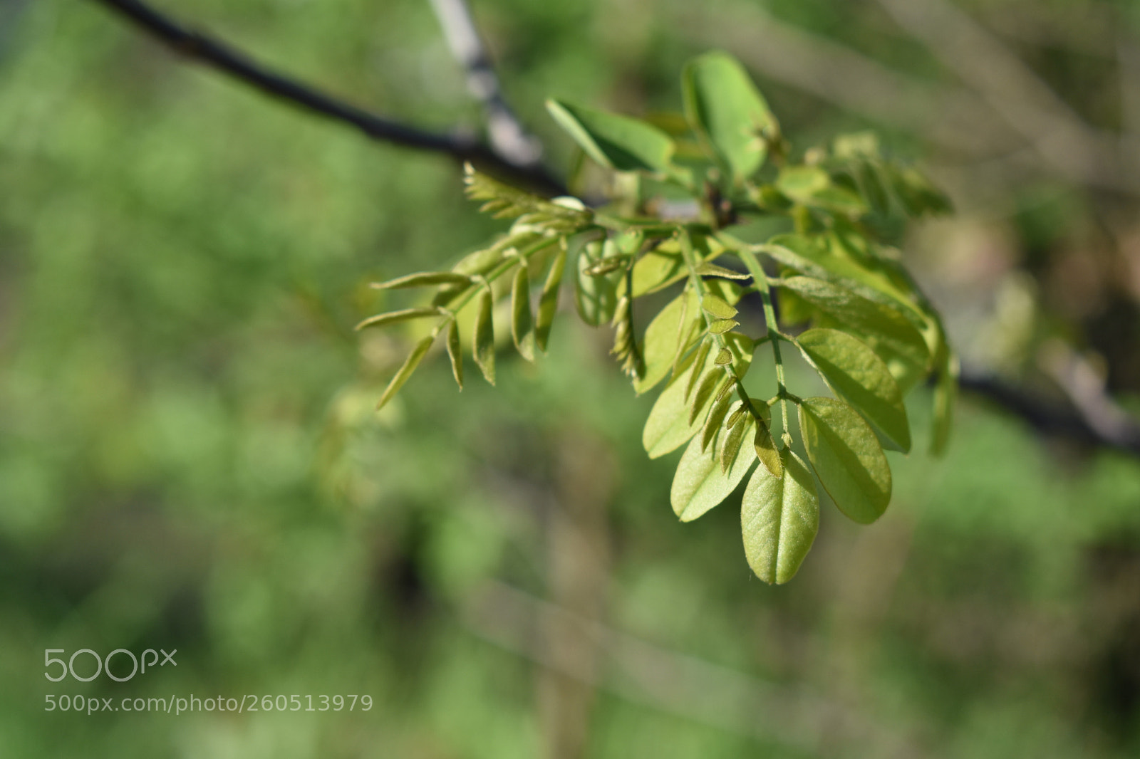 Nikon D3400 sample photo. Nikon d3400 + 18-55mm photography