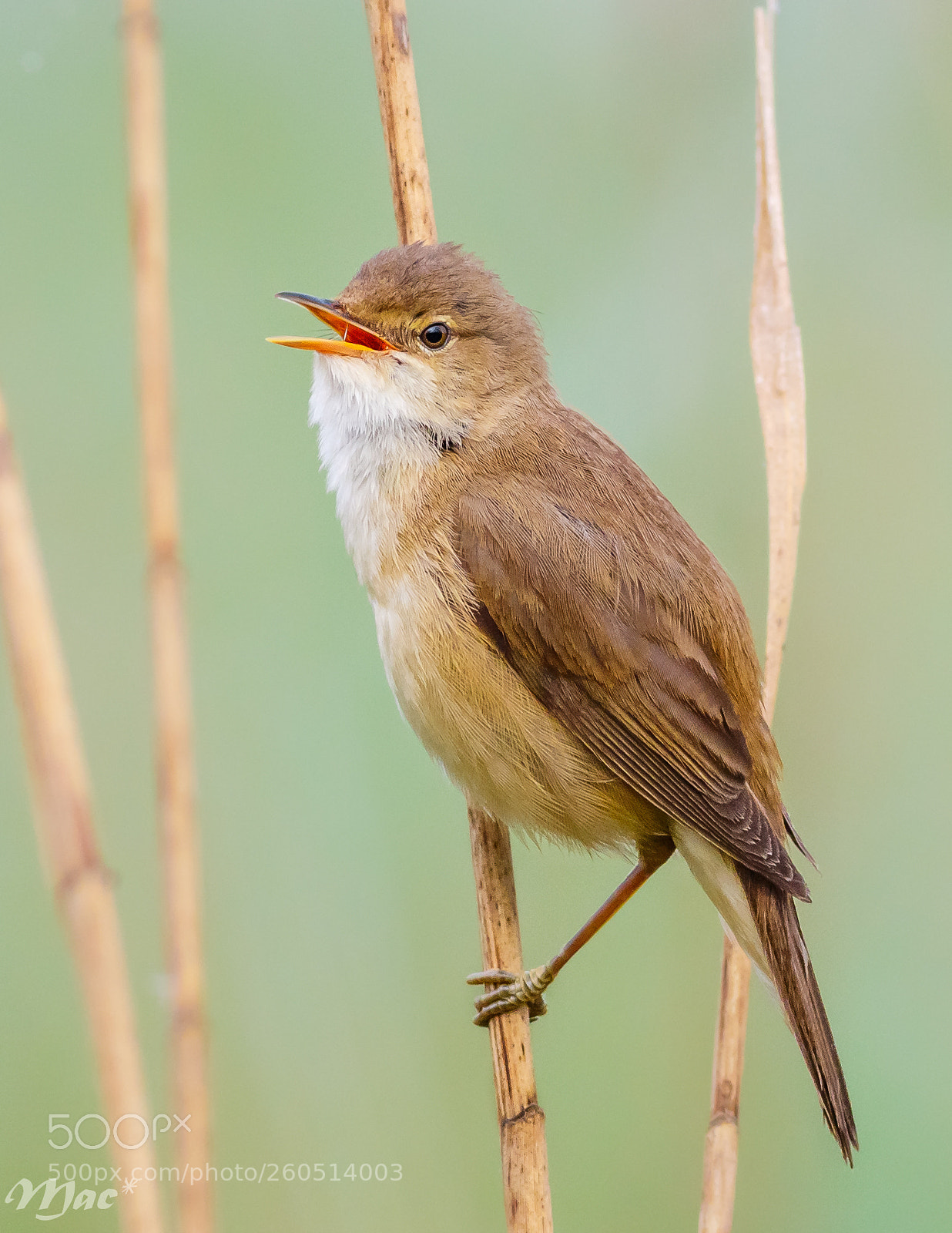 Canon EOS 7D Mark II sample photo. Eurasian reed warbler photography