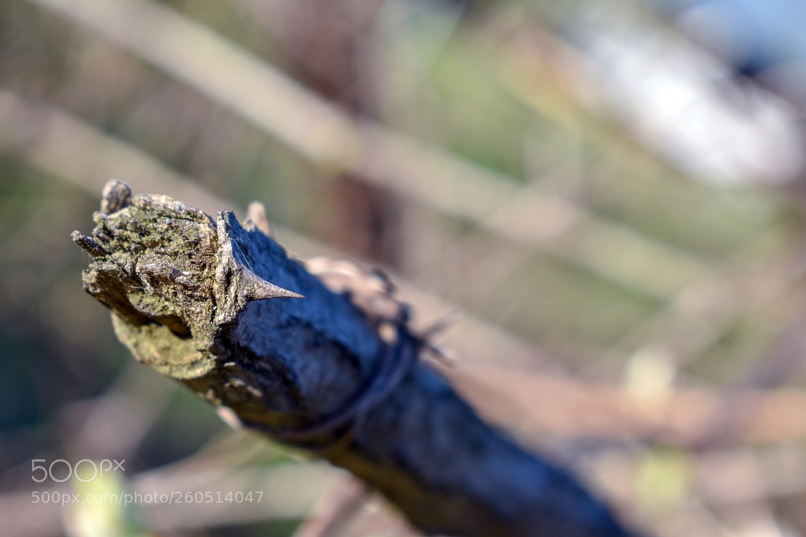 Nikon D3400 sample photo. Nikon d3400 + 18-55mm photography
