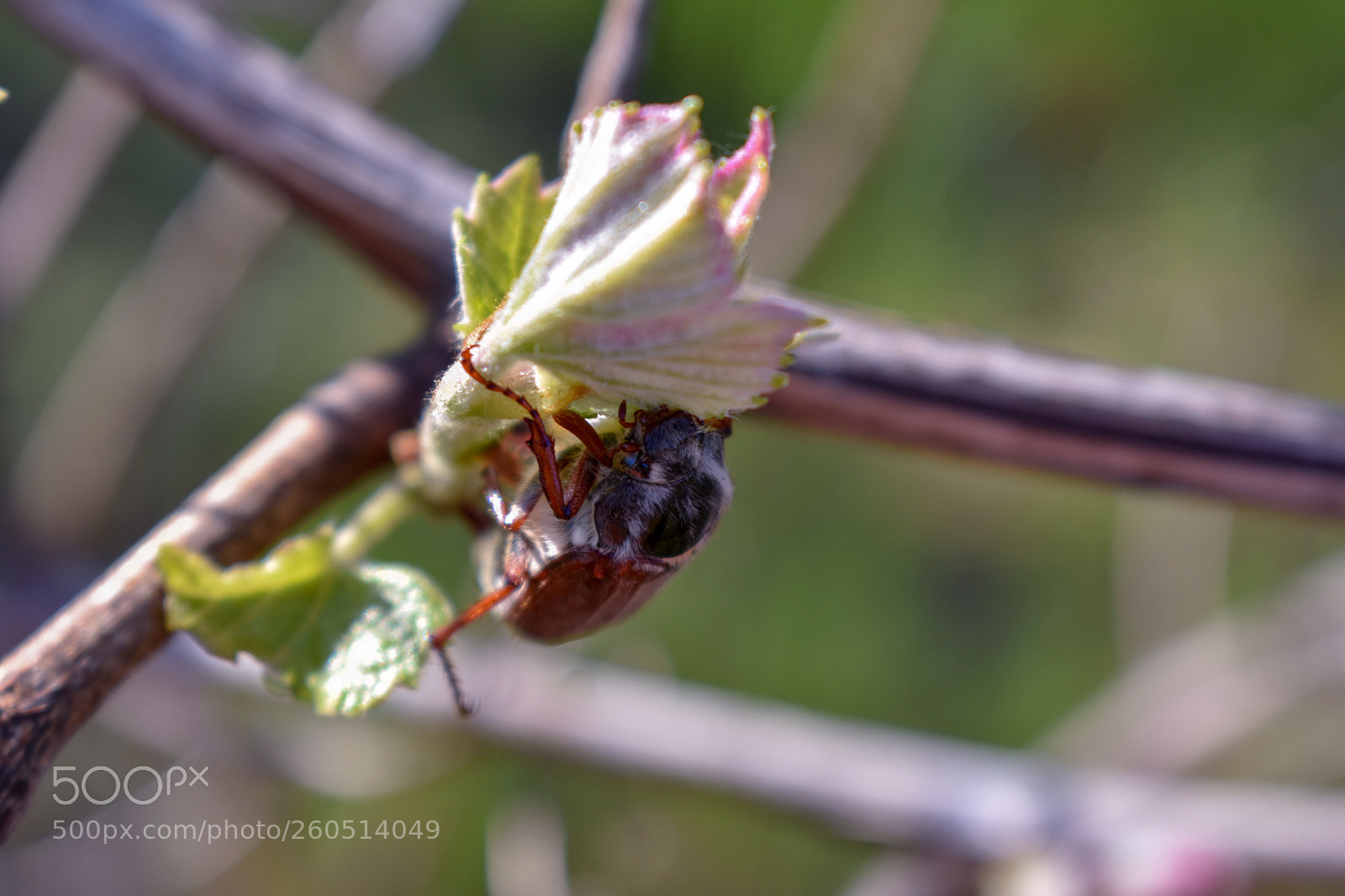 Nikon D3400 sample photo. Nikon d3400 + 18-55mm photography
