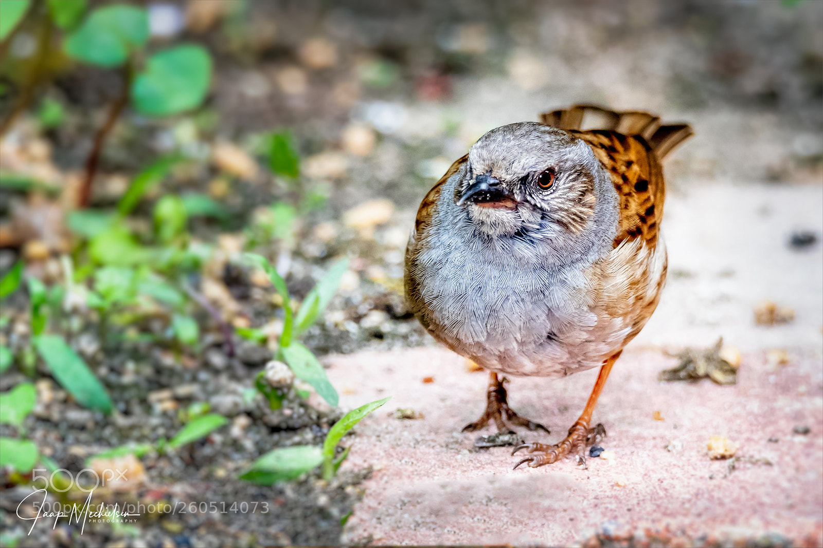Canon EOS 7D Mark II sample photo. Heggenmus/dunnock photography