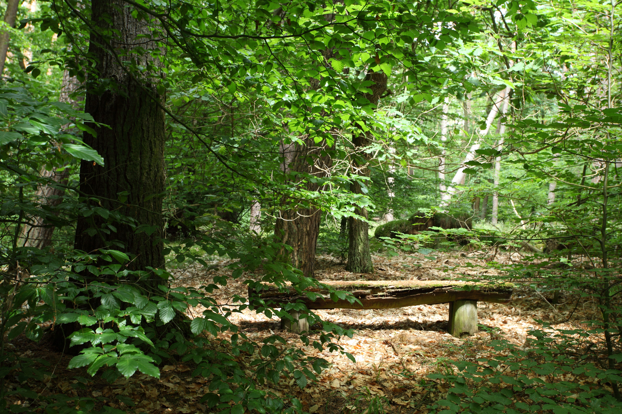 Canon EF 17-40mm F4L USM sample photo. The old bench photography