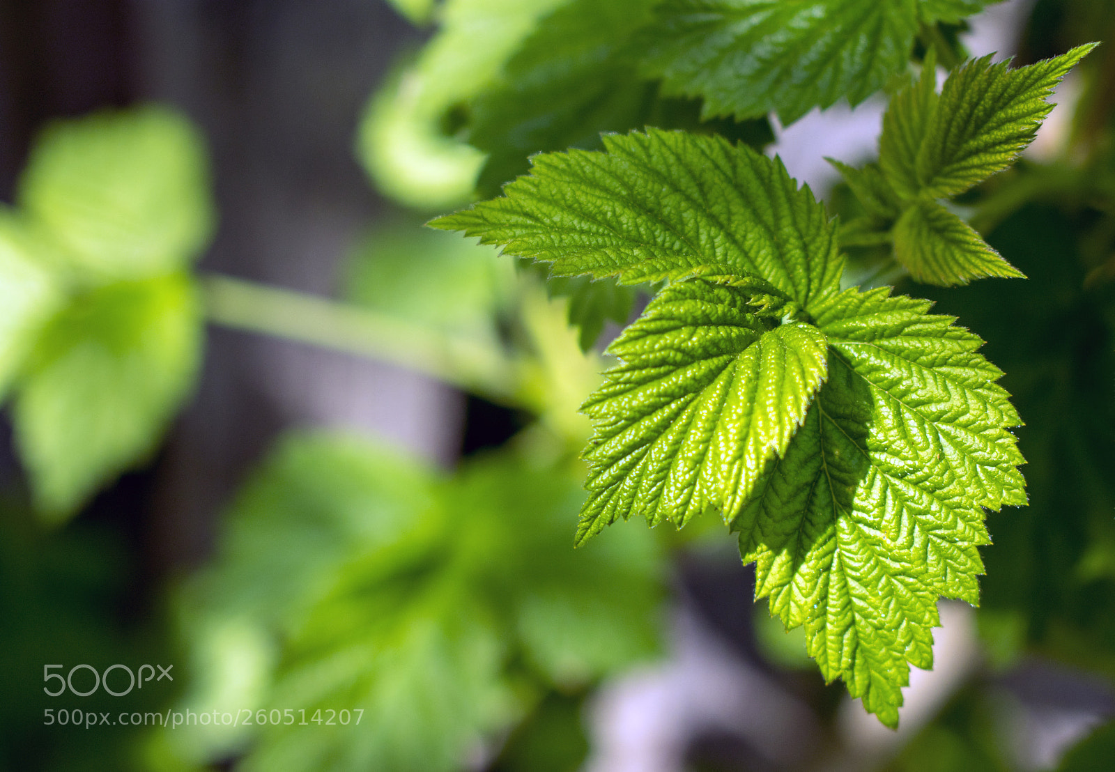 Nikon D3400 sample photo. Nikon d3400 + 18-55mm photography