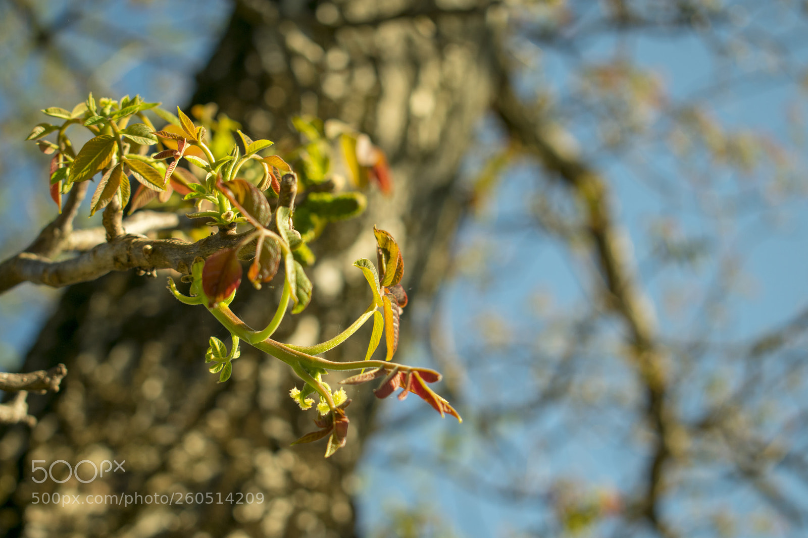 Nikon D3400 sample photo. Nikon d3400 + 18-55mm photography