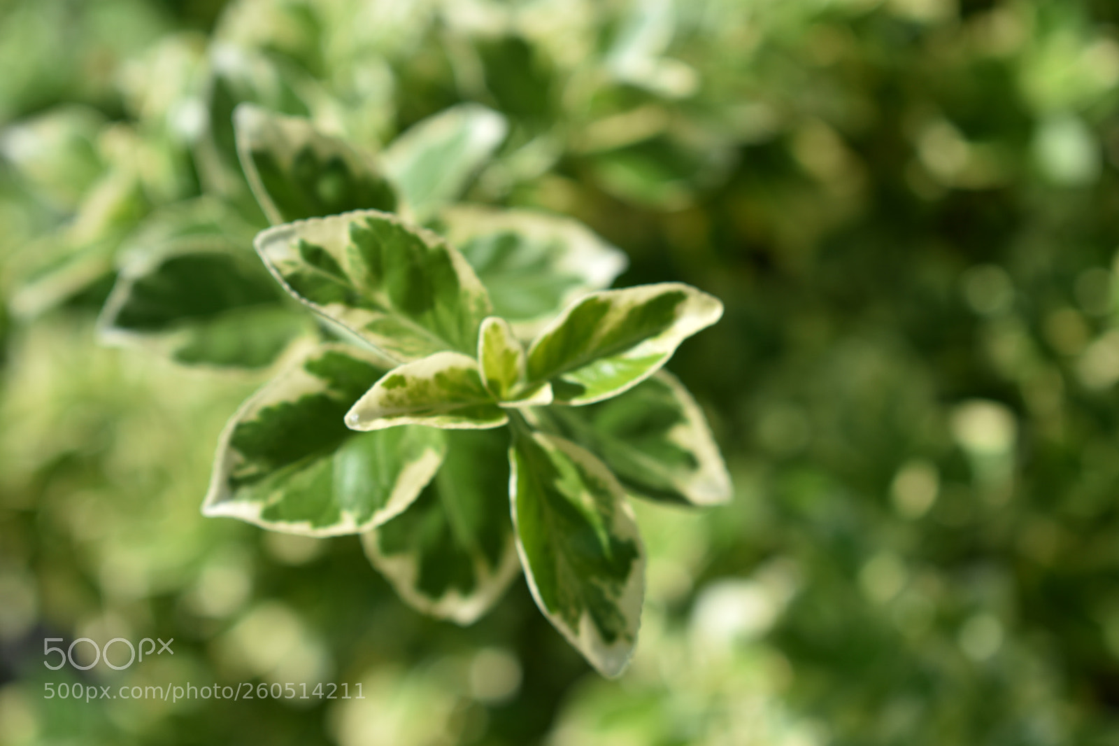 Nikon D3400 sample photo. Nikon d3400 + 18-55mm photography