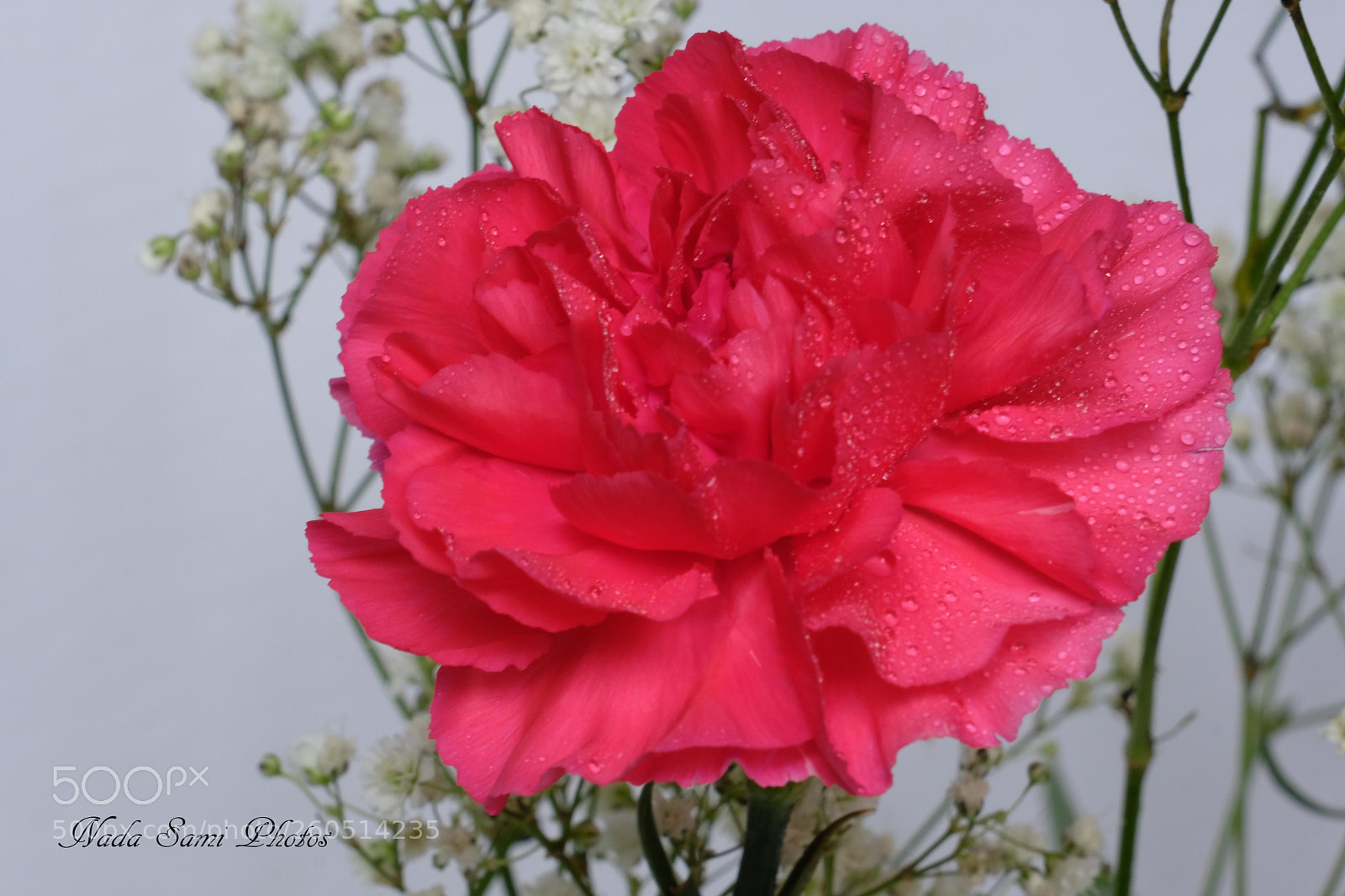 Fujifilm X-T2 sample photo. A carnation photography