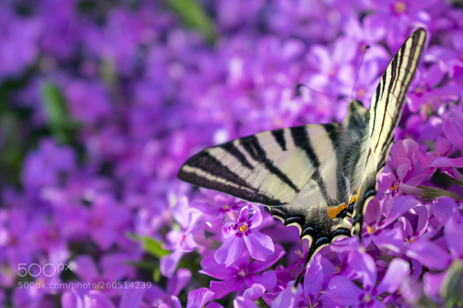 Nikon D3400 sample photo. Nikon d3400 + 18-55mm photography