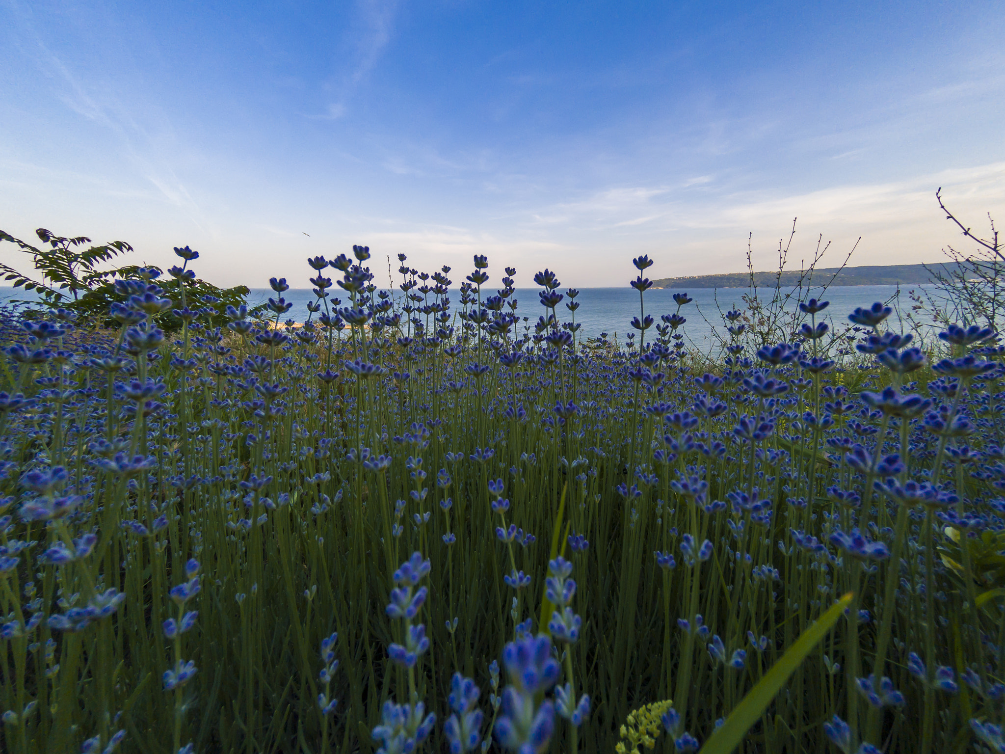 GoPro Hero5 Black sample photo. C:\dcim\100gopro\gopr2538.gpr photography