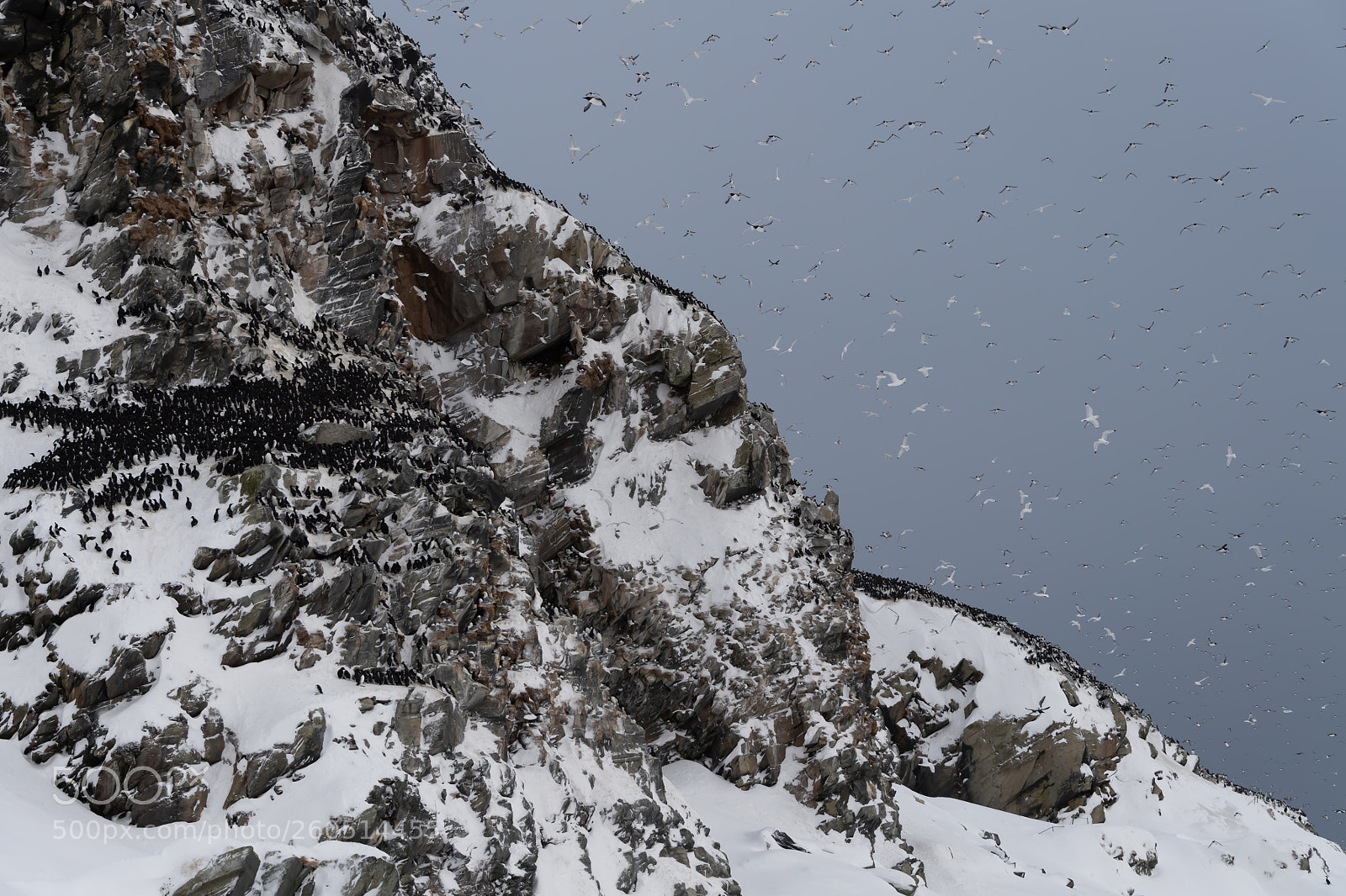 Nikon D5 sample photo. Guillemots & kittiwakes colony photography