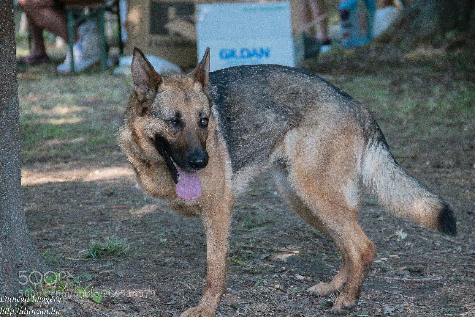 Canon EOS 1100D (EOS Rebel T3 / EOS Kiss X50) sample photo. "german shepherd stronger" photography