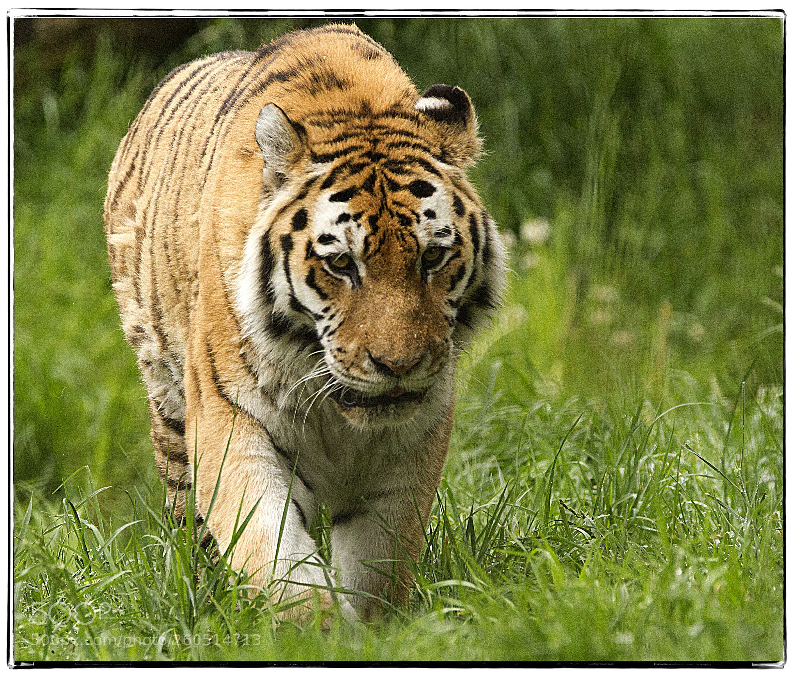 Canon EOS 7D sample photo. Tiger  photography